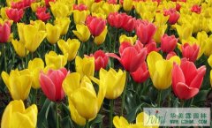 分享全球十大戶外花卉市場-華美霖東莞園林公司